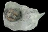 Wide, Partially Enrolled Flexicalymene Trilobite - Mt Orab, Ohio #137489-1